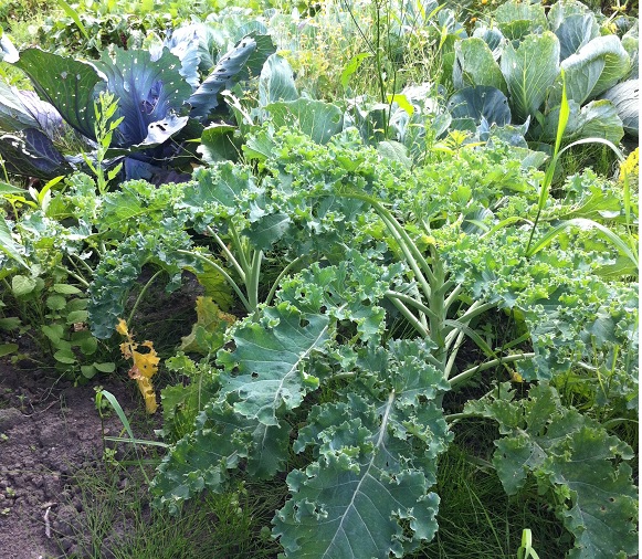 heerlijke groente uit eigen moestuin vlakbij Amsterdam