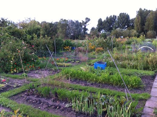 De moestuin met heerlijke groenten