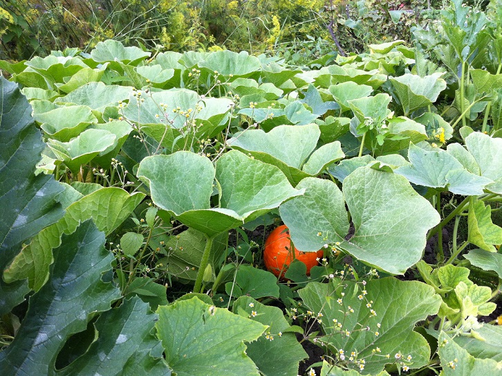Groente uit eigen moestuin vlakbij Amsterdam